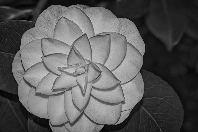 Résumé en noir et blanc par Jolanda de Jong-Jansen