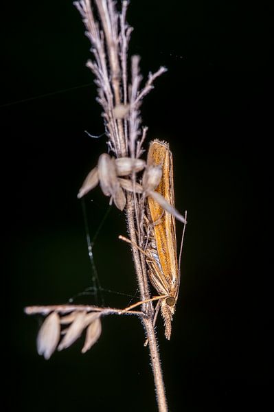 Gemeine Grasmotte von Kees Goethart