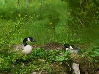 Ausruhen in einer grünen Oase
