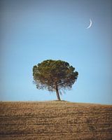 Arbre solitaire toscan