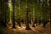 Beautiful sun harps in the forest