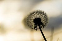 Löwenzahnflaum mit Gegenlicht, Silhouette