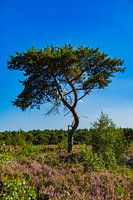 Lonely tree on the flowering Kalmthoutse Heide