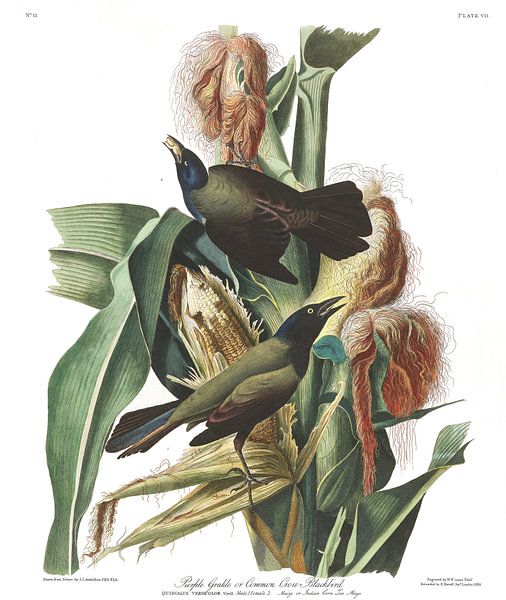 Purpur-Grackel von Birds of America