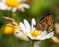 Un beau papillon de perles de forêt sur une marguerite