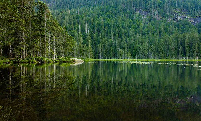 Forest with reflection at the Arbersee in the Bavarian Forest by Thomas Rieger