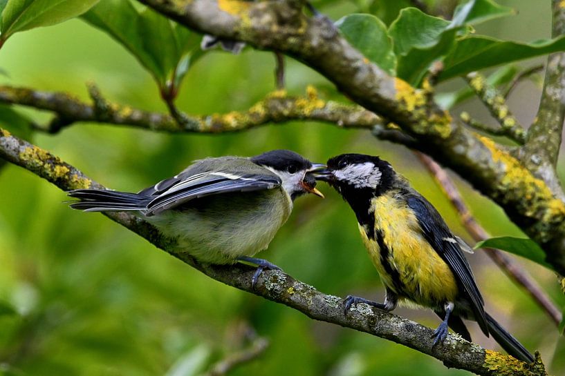 Twee koolmeesjes die elkaar eten geven van Joard van den Ende
