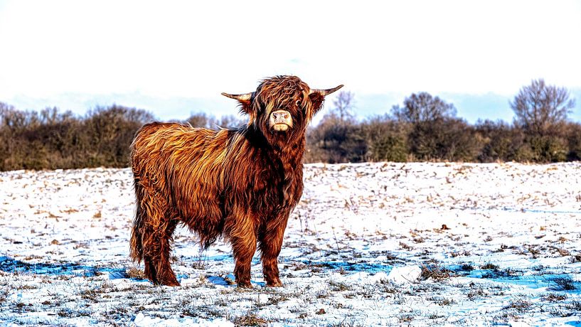 Schottische Highlanders 5 von Jeanien de Gast