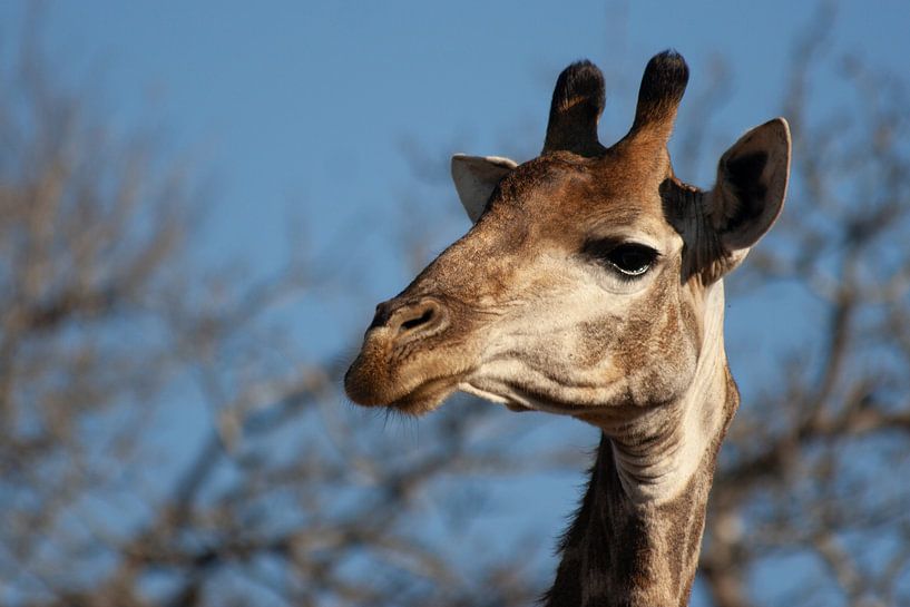 Close up portrait of a giraffe by Eric van Duijn