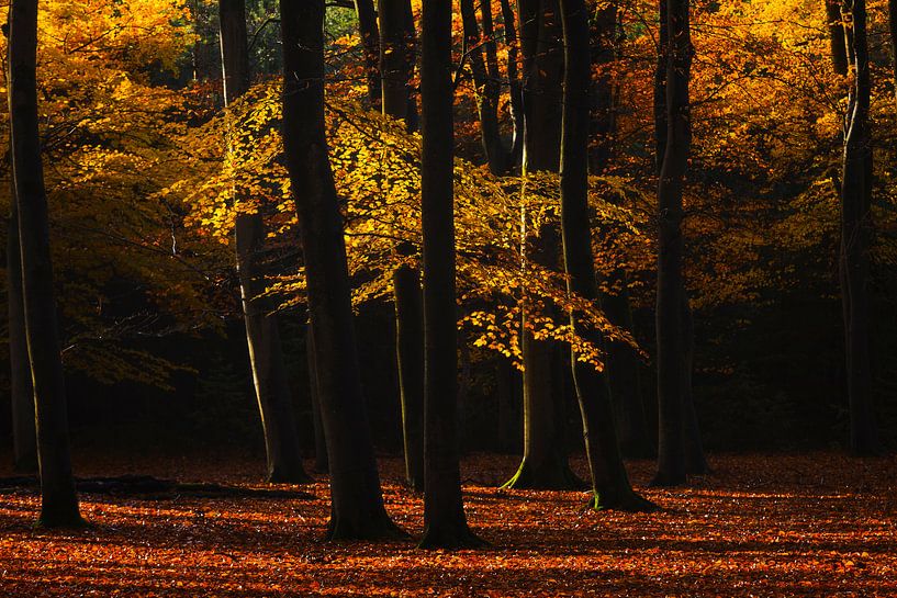 Leuvenumse bos herfst by Rick Kloekke