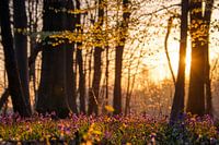 Die Sonne erwacht im Wald