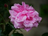 English Rose