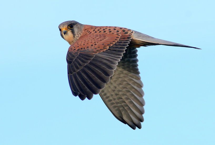 Hovering Kestrel by Ger Bosma