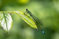 Demoiselle sur feuille
