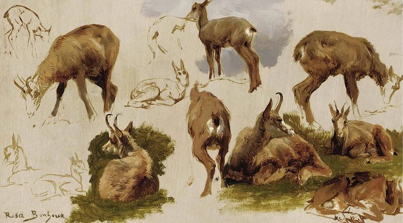 Etudes d'un Isard, Rosa Bonheur par Des maîtres magistraux