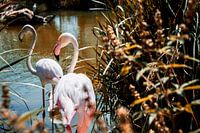 Flamants roses dans un zoo de Valence
