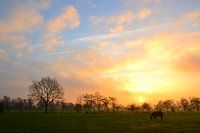 Cheval au soleil levant, Doezum, Groningen