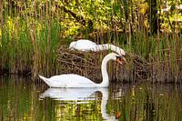 Twee zwanen, tijdens de broed, de hoofden bij elkaar