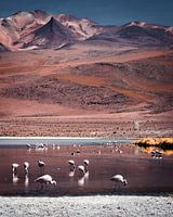 Flamingos on the Bolivian High Plains | Bolivia