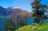 Koeien in Zwitsere wei