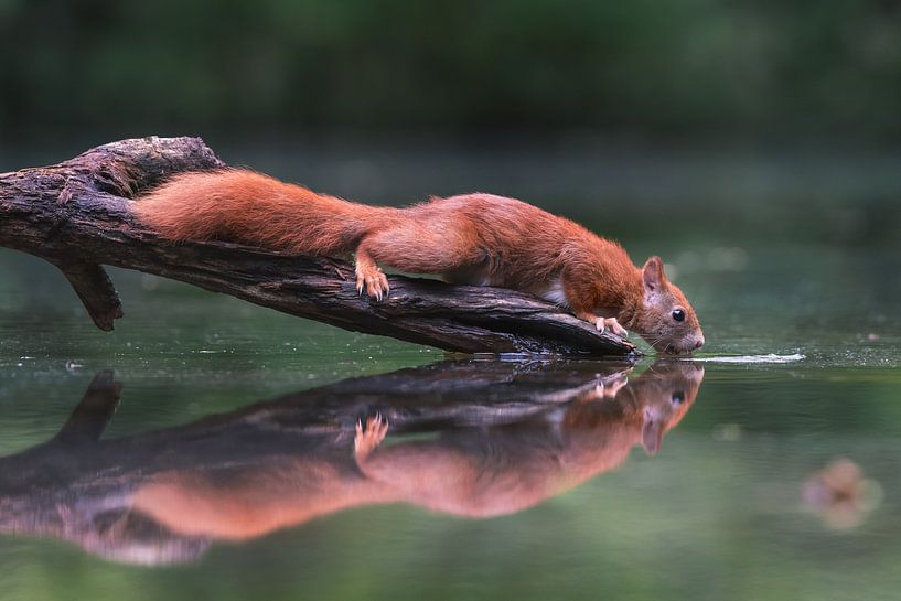 Brown red squirrel drinks water in a river by Jolanda Aalbers