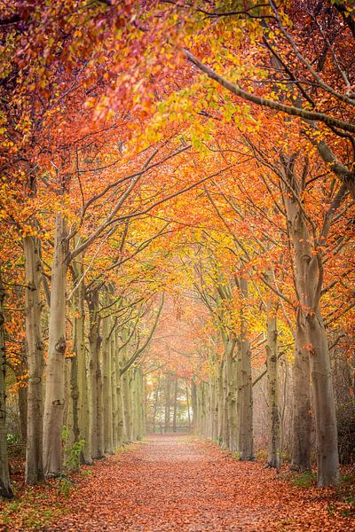 Colourful forest avenue in autumn on Visdonk estate in Roosendaal (Brabant) by Fotografie Jeronimo