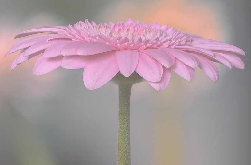 Pastel by Peter Bartelings