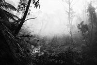 Regenwald im Nebel VII