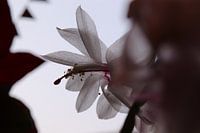 La fleur du cactus de Noël