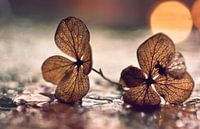 macro: gedroogde hortensiabloem in waterdruppels