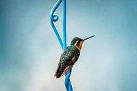 Colibri sur une spirale bleue sur fond bleu ciel doux