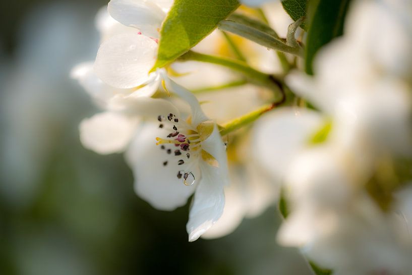 Bloesem met waterdruppel 01 par Moetwil en van Dijk - Fotografie