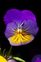 Purple violet in black