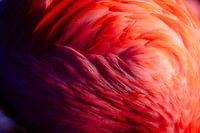 Flamingo-Federn