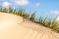 Sanddüne auf der Spitze der Dünen bei Castricum