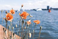 Mohnblumen auf der IJ-Bank