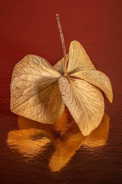 Warme Farben: Goldbraune tanzende Hortensienblüten von Marjolijn van den Berg