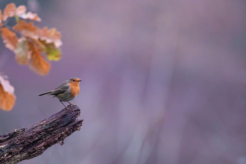 Blaues Viertel von Kris Hermans