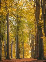 Autumn forest II