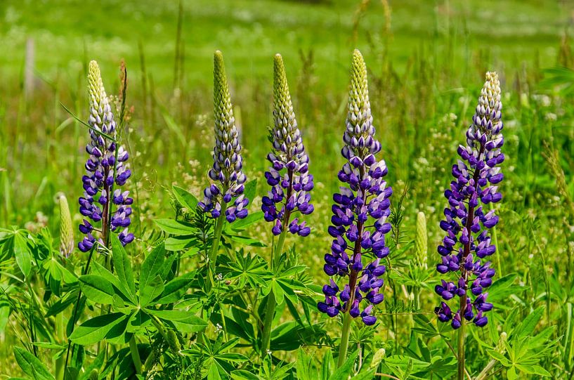 Fünf Lupinen in der Eifel von Frans Blok - Fotos, Kunst und weitere Wanddekoration