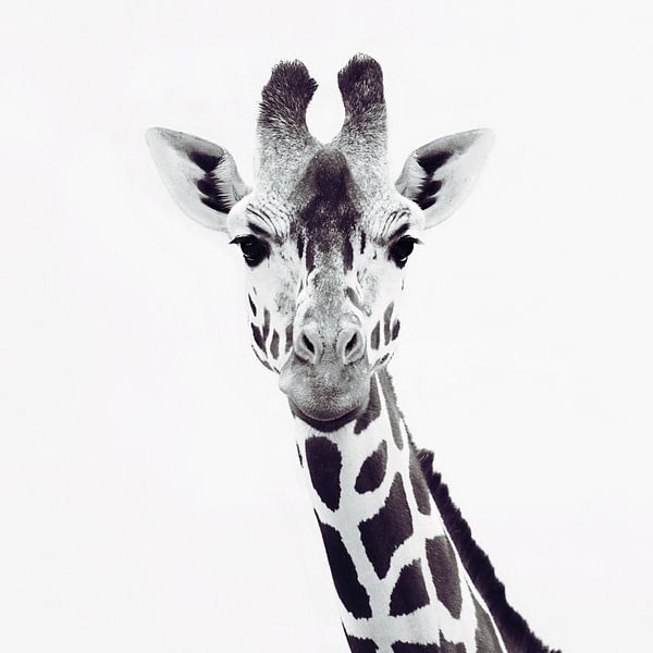 Giraffe Nahaufnahme Eleganz von Monika Strigel