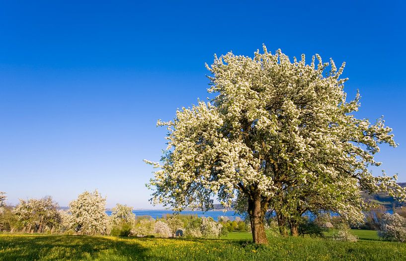 Pommier en fleurs au bord du lac de Constance par Werner Dieterich