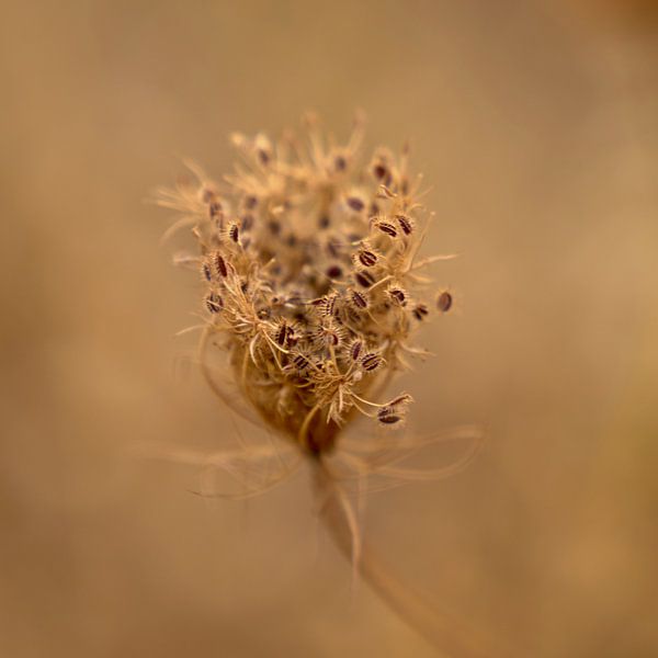 gouden seizon von J. van Schothorst