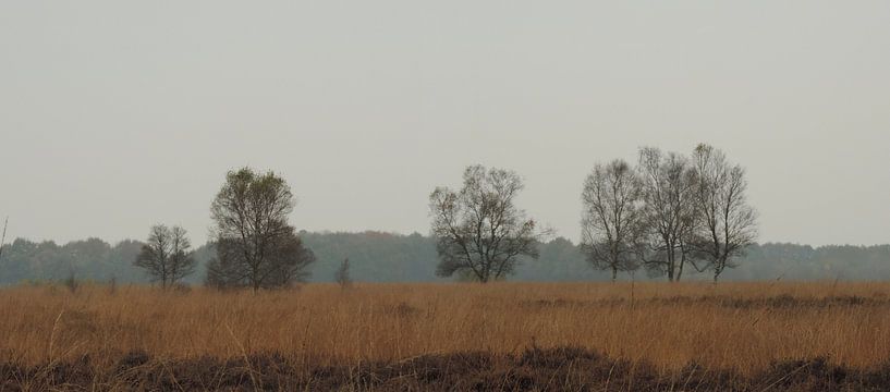 Schweigen auf der Gottesanbeterin von Wim vd Neut
