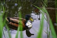 Foto einer Ente im Wasser