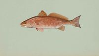 Sciaenops ocellatus (tambour rouge)