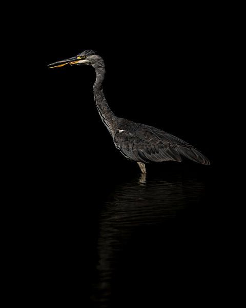 Bird - Blue Heron in Lowkey by Gianni Argese