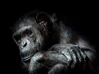 Chimpanzee