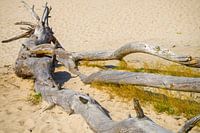 tribes in sahara nature reserve near Ommen