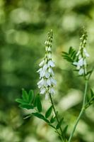 Plant in de Hortus Botanicus in Alkmaar